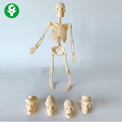 China Skeletal Human Body Model Toy Bone Gifts 20CM Can Be Assembled Multiple Apply for sale