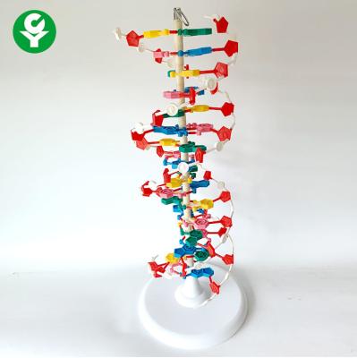 China Biological Educational Body Parts Models / Molecule DNA Structure Model for sale