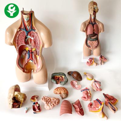 China TrunkHuman Body Torso Model Anatomical Visceral Distribution 55CM 4.0 Kg for sale