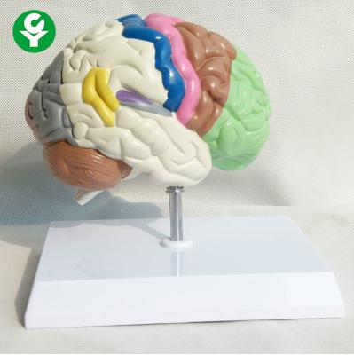 China Human Brain Anatomy Model / Brain Educational Model Differentiation Function for sale