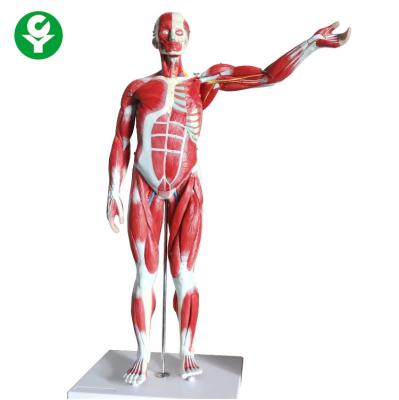 China 27 Parts 85cm Medical Training Manikins / Human Muscle Anatomy Model Organs Removable for sale