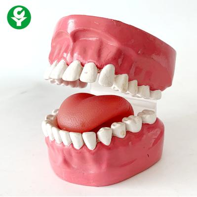 China Human Oral Care Dental Typodont Models With Tongue Teeth Seam Practice Floss for sale