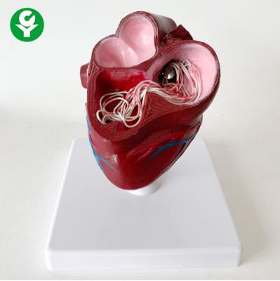 China Pathology Animal Anatomy Models / Dog Heart Model School Students Teaching for sale