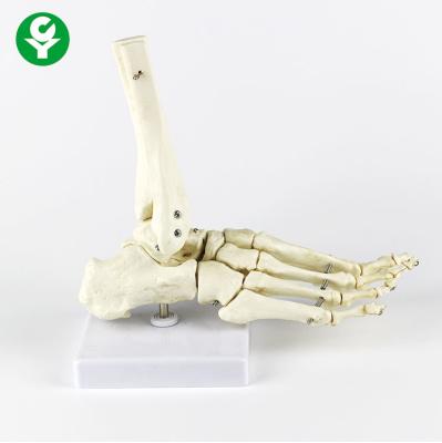 China Right Foot  Human Joints Model Metacarpal White Color Multi Functional for sale