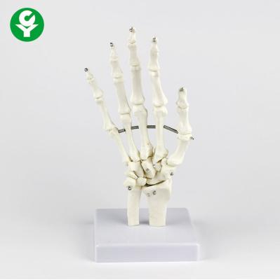 China Right Hand Human Joints Model / Palmar Bone Anatomy Skeleton Model 0.3 Kg for sale