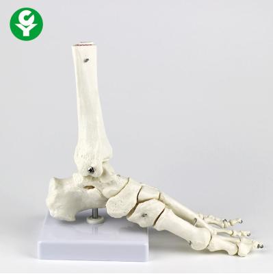 China Left Foot Human Skeleton Model Metacarpal 1.0 Kg Single Gross Weight for sale