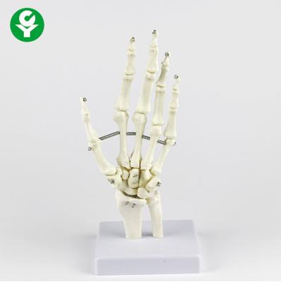 China Human Left Hand Joint Model Metacarpal 12X10X8 Cm Single Package Size for sale