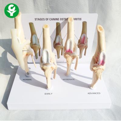 China Stages Animal Anatomy Models / Dog Knee Joint Canine Osteoporosis Model for sale