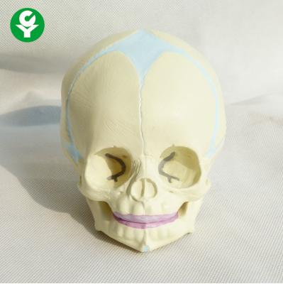 China PVC Plastic Anatomy Skull Model / Fetal Skull Model for Medical Teaching for sale