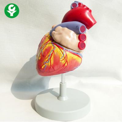 China Human Heart Human Body Organs Model  2 Times Life Size 3 Parts Education for sale