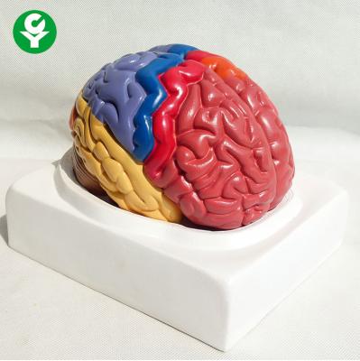 China Functional Area  Brain Anatomy Model Colored Medical Explanation Teaching for sale