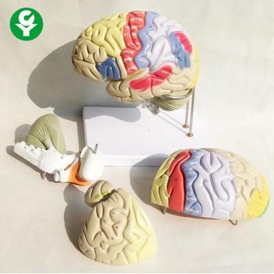 China 4 Parts Anatomical Medical Brain Model 30X20X30 Cm Single Package Size  for sale