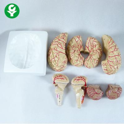 China Half Size Brain Anatomy Model / Human Brain Model  Frontal With Parietal Lobes for sale