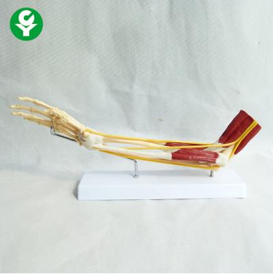 China Upper Limb Bone Human Joints Model Nerve Ligaments In Muscle PVC Material for sale