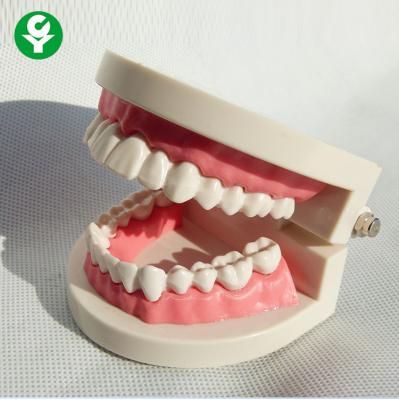 China One to One Dental Teeth Model Oral Teaching For Students Natural Bigger for sale