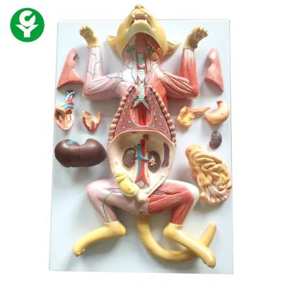 China Life Size Cat Anatomy Model For Veterinarian Reference Multi Functional for sale