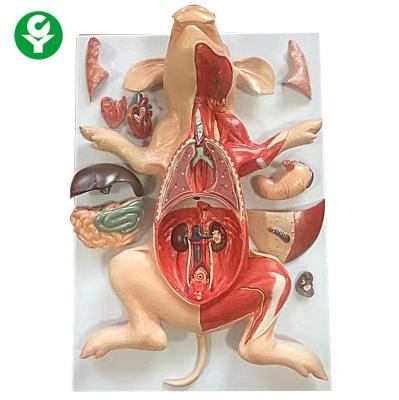 China Full Size Rabbit Animal Anatomy Models Liver Medical Science Educational for sale