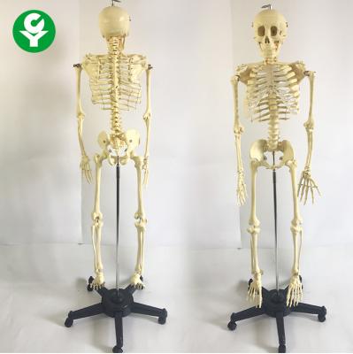 China Movable Spine Human Body Skeleton Model / Full Size Medical Skeleton for sale