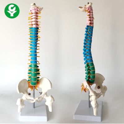 China Colorful Teaching Spine Model With Nerves 45CM Medium Sized Vertical for sale