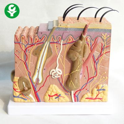 China 50 Times Enlarged Model Of Human Skin Teaching Displaying PVC Material for sale