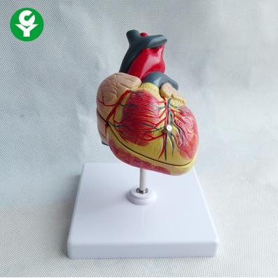 China Pediatric Cardiac Human Body Organs Model 18X12X10 Cm Single Package Size  for sale