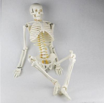 China Tall Human Bone Model With Intervertebral Disc for sale