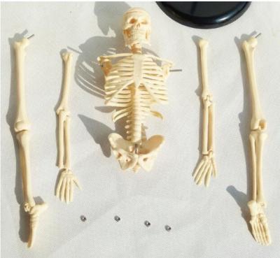 China Mini Human Skeleton Anatomy Model 45CM 20X12X10 Cm for sale