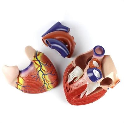 China Jumbo Anatomical Plastic Human Heart Model Medical for sale