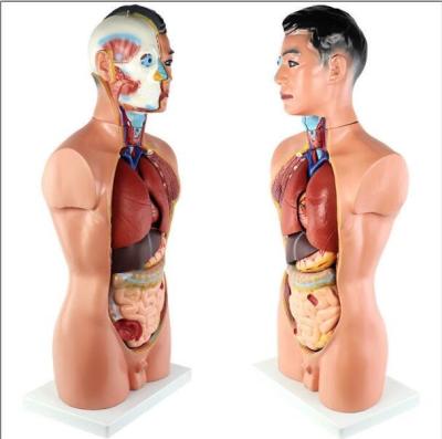 China Human Body Torso Model With Viscera Aids Children Learning for sale