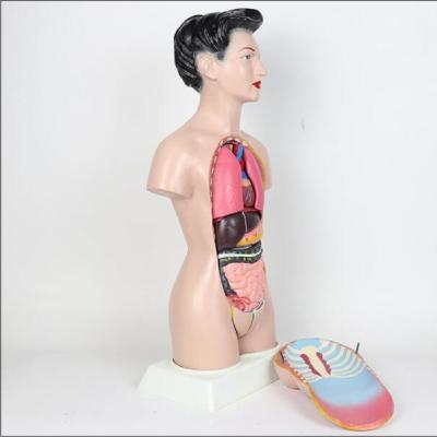 China 44 Cm High Anatomy Female Torso Models 13 Pieces for sale