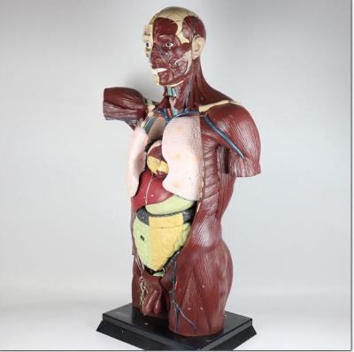 China 108CM Skin Muscle Torso Model Organs Visceral Distribution for sale