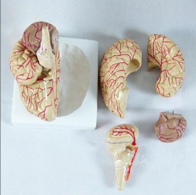 China Half Size Human Brain Model Frontal With Parietal Lobes for sale