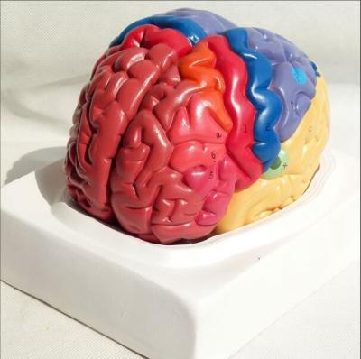 China Functional Area Brain Anatomy Model Colored Explanation Teach for sale