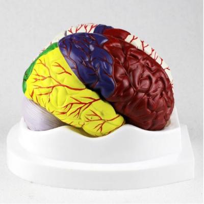 China Human Brain Anatomy Model / Educational Plastic Brain Models PVC Material for sale