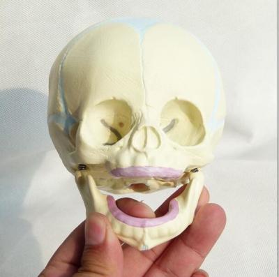 China PVC Plastic Fetal Skull Model for Medical Teaching for sale