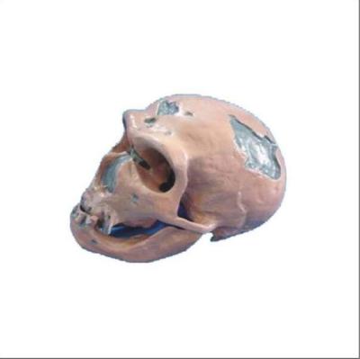 China Comparative Differentiation Plastic Skull For Studying Anatomy for sale