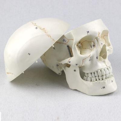 China Disarticulated Skull Model Suture Coding For Medical Students for sale