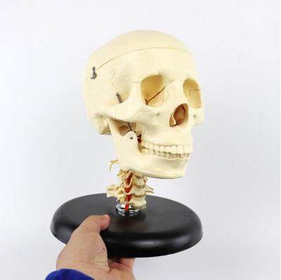 China Anatomically Correct Human Skull Advanced Skull with Neck Model Cervical Spine for sale