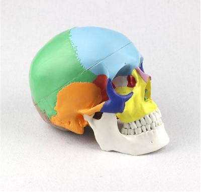 China 1.0 kg Life Size Human Skull Model Medical Anatomical 19x15x21cm Customized for sale