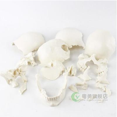 China Plastic Didactic Human Skull For Medical Students 22 Parts White Pcolor for sale