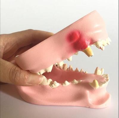 China Nature Size Structure Dog Teeth Model Dental Anatomical for sale