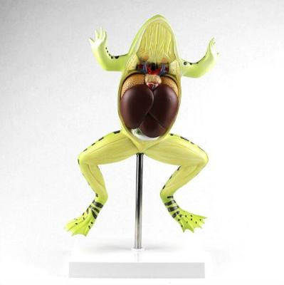 China 5 Parts Frog Anatomy Model School Biological Teaching for sale