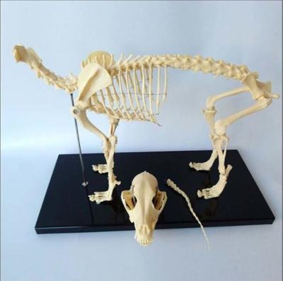 China Dog Canine Skeleton Animal Anatomy Models Biology Teaching for sale