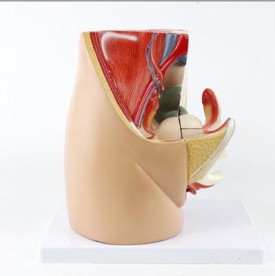 China Pelvic Female Reproductive System Anatomy Model School Education Support for sale