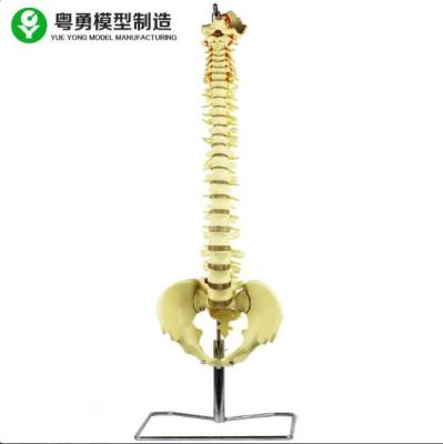 China Life Size Vertebral Column Model With Pelvis Plastic for sale