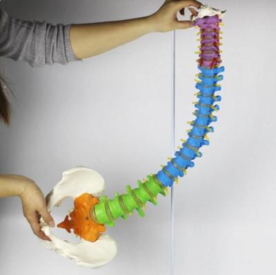 China Spine Pelvis Color Zone Medical Spine Model Column for sale