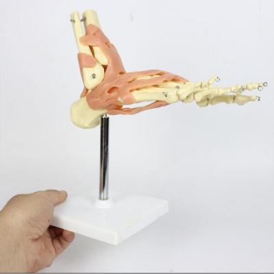 China Skeleton Foot Ankle Joint Model 15X15X15cm Packaging for sale