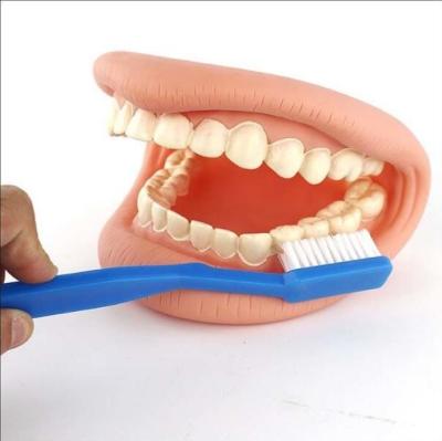 China Hospital Clinic Medical Fake Teeth Model Tooth Nursing for sale