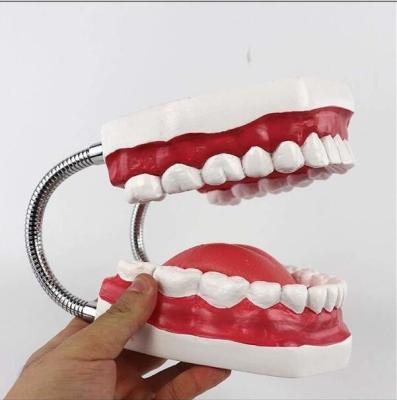 China Anatomical Dental Teeth Model For Patient Education for sale