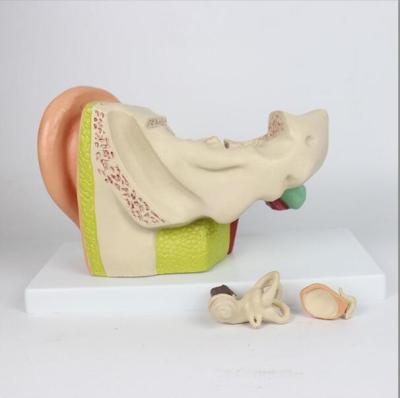 China Human Ear Model 3 Times Life Size Advanced PVC Material for sale